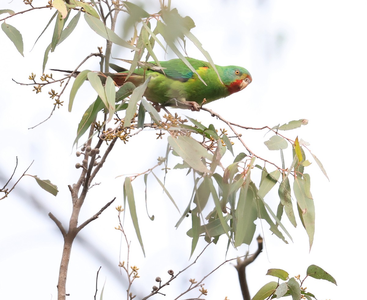 Swift Parrot - ML620663397