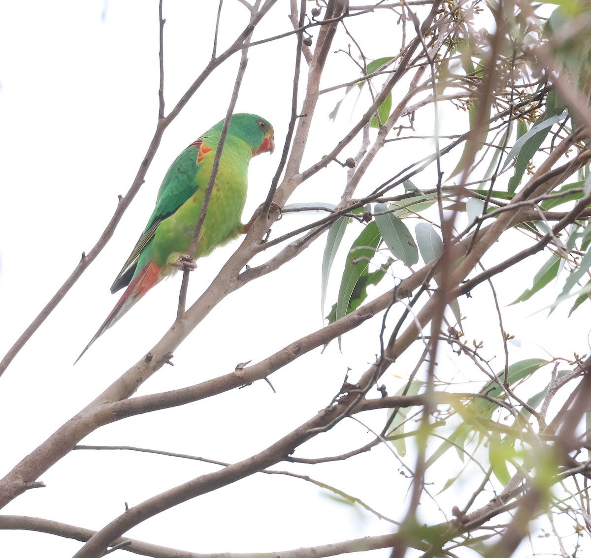 Swift Parrot - Andy Gee