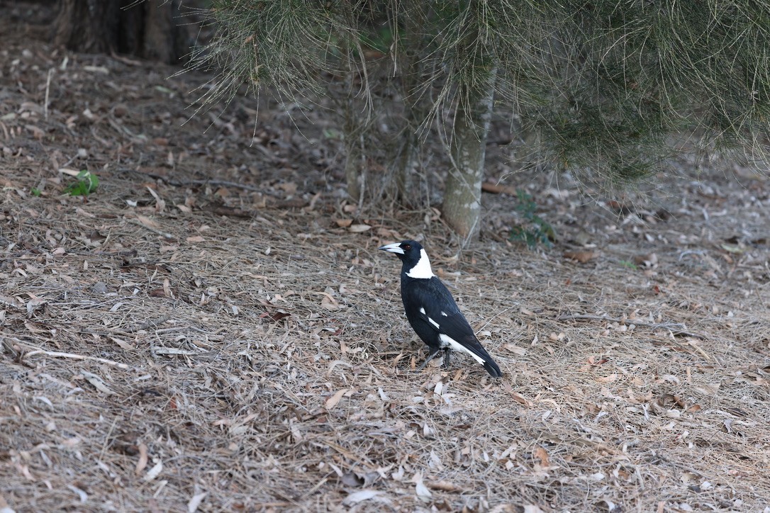 Australian Magpie - ML620663426