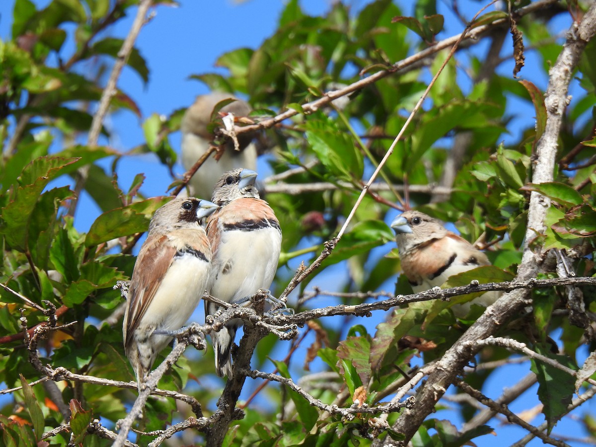 Chestnut-breasted Munia - ML620663429