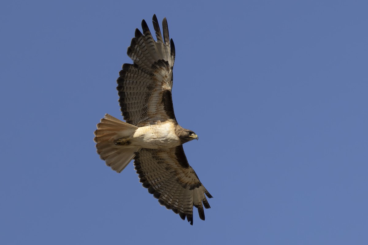 Red-tailed Hawk - ML620663432