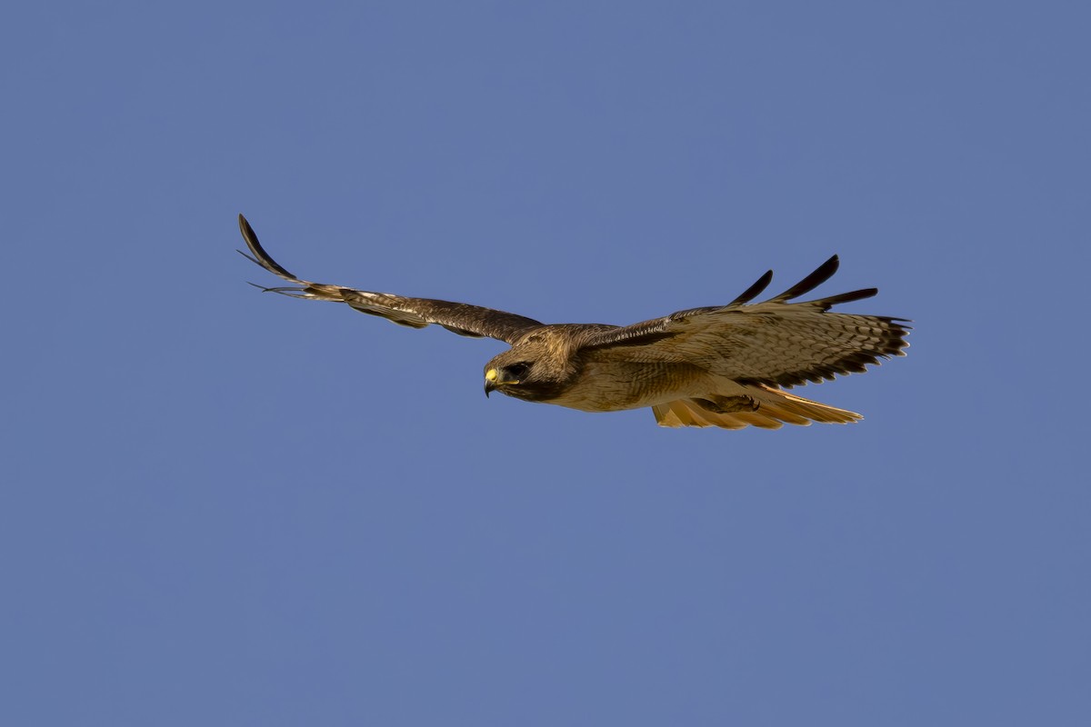 Red-tailed Hawk - ML620663434