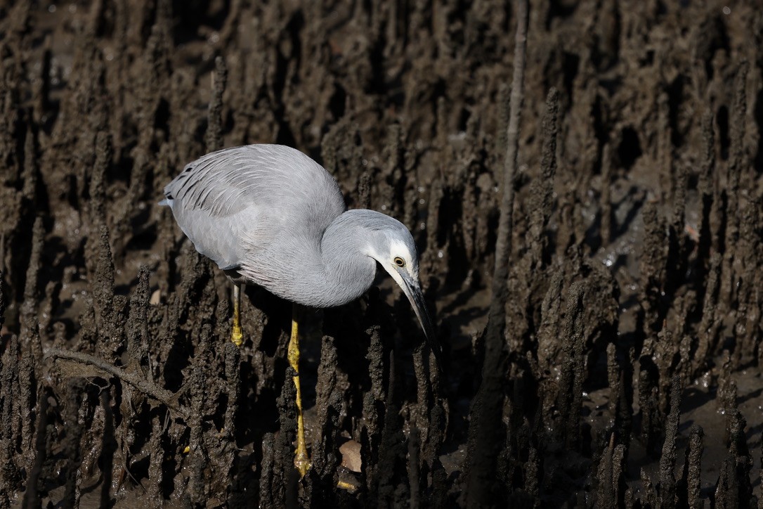 White-faced Heron - ML620663435