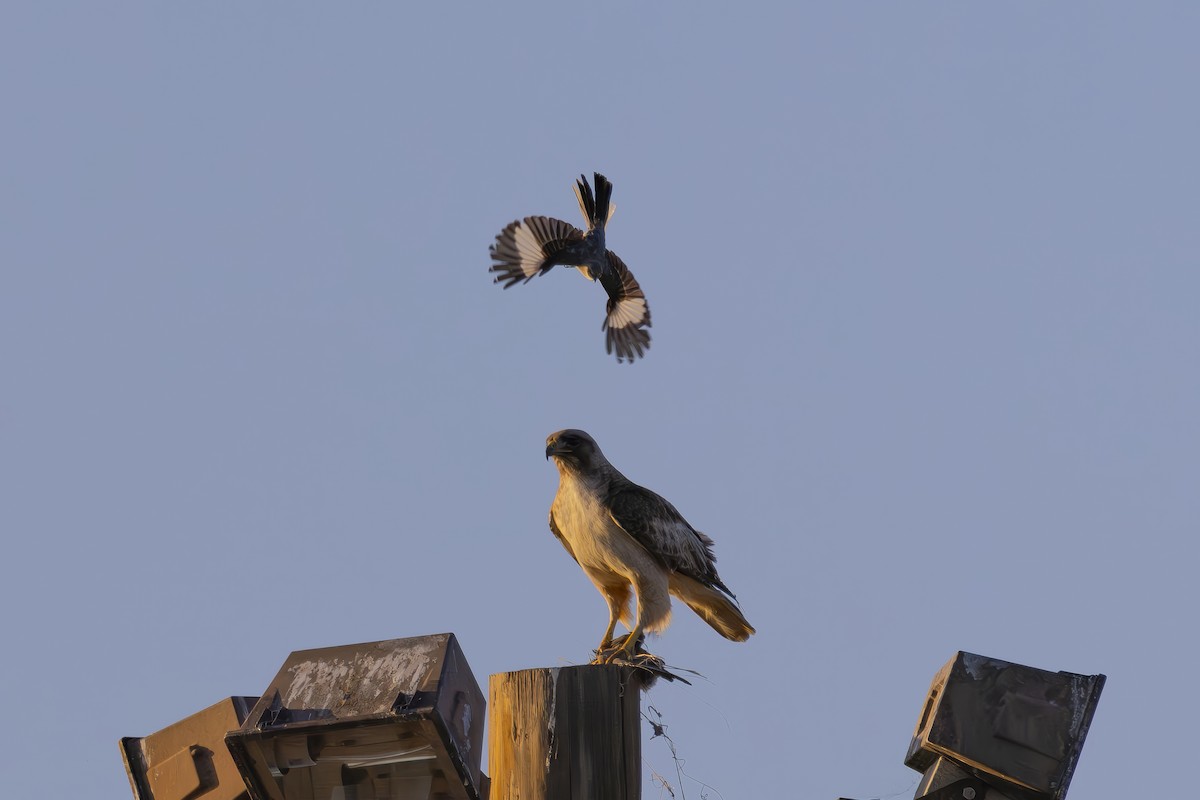 Red-tailed Hawk - ML620663437