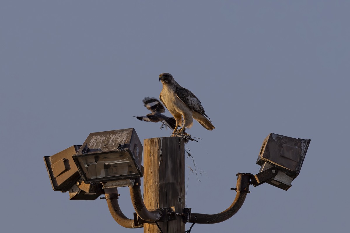 Red-tailed Hawk - ML620663441