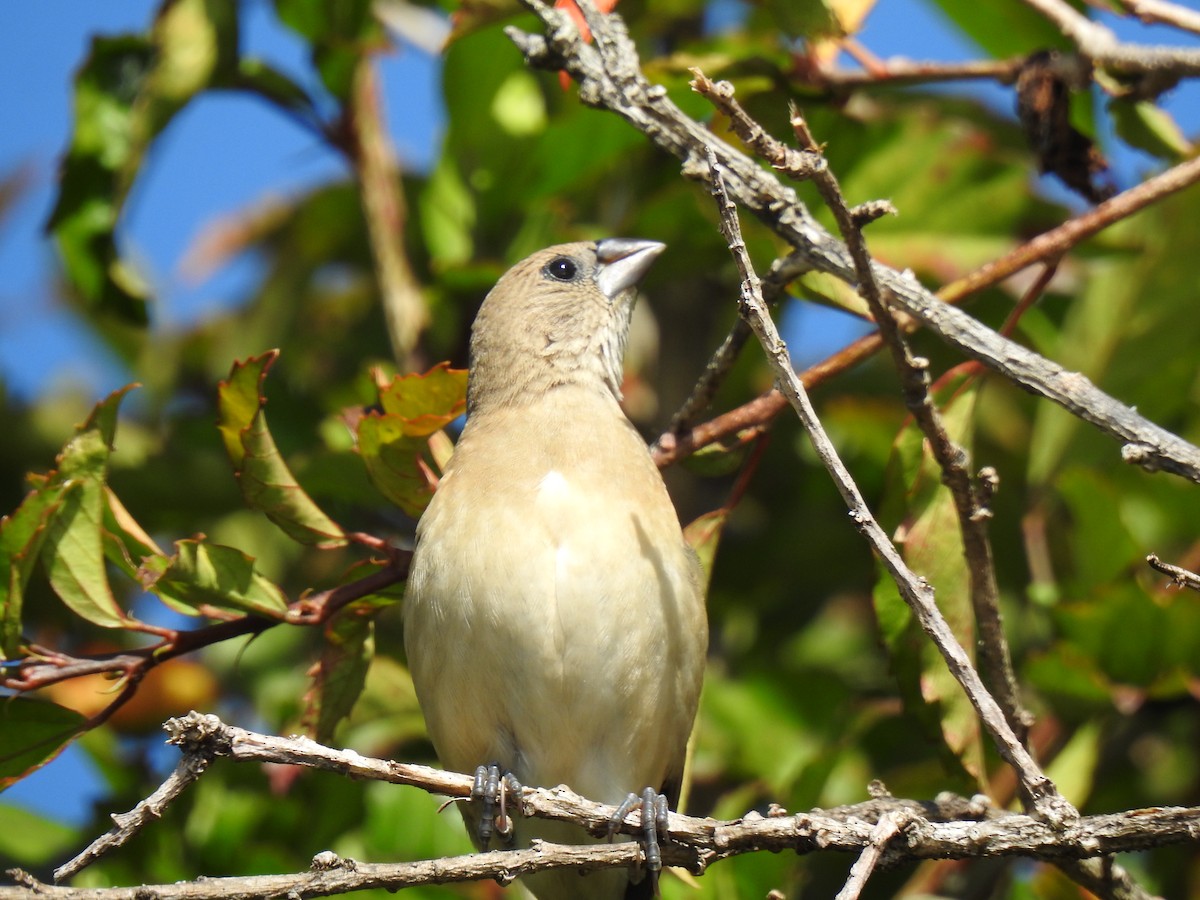 Chestnut-breasted Munia - ML620663442