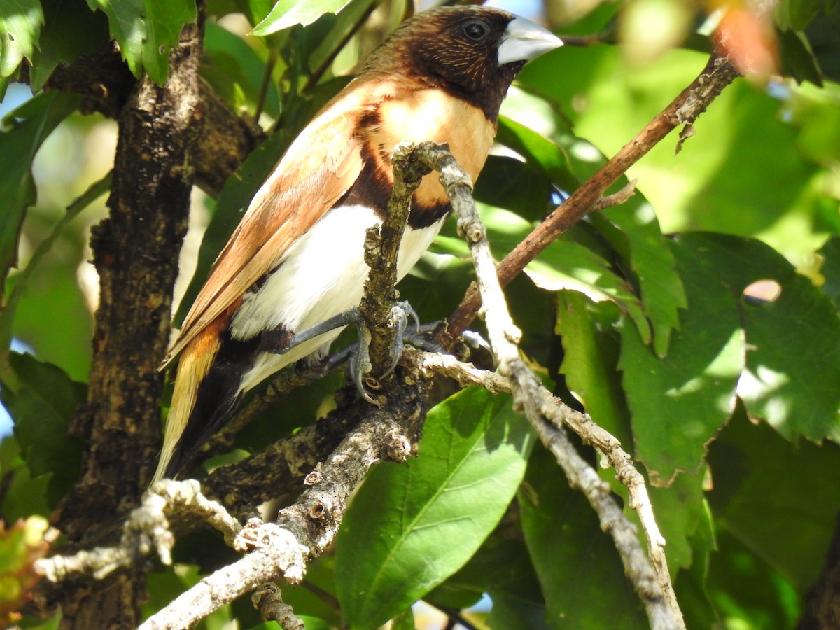 Chestnut-breasted Munia - ML620663445