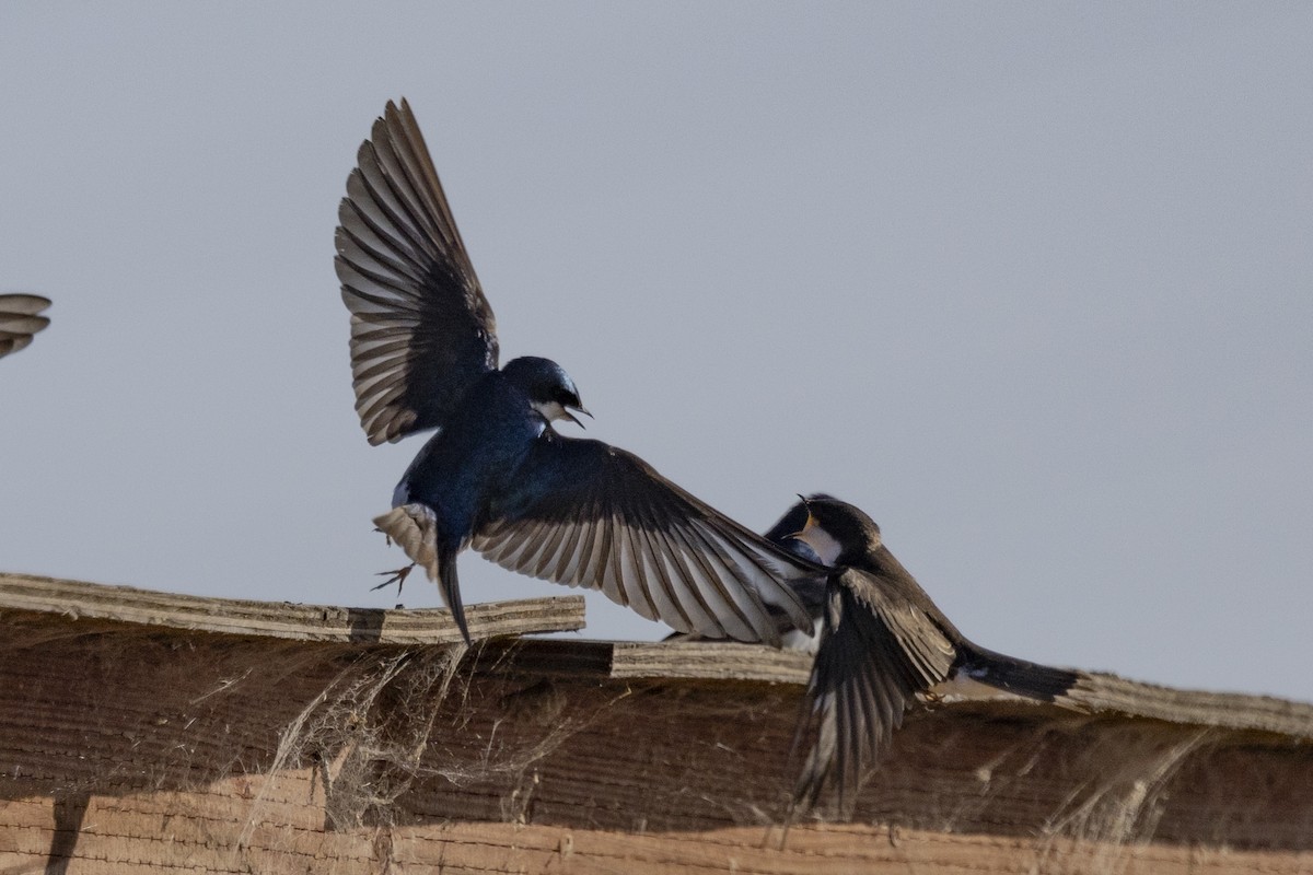 Tree Swallow - ML620663447