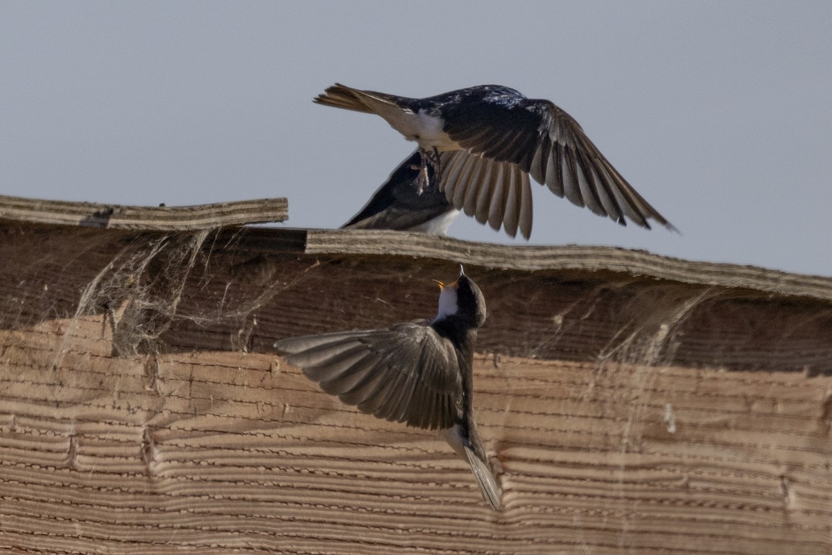 Tree Swallow - ML620663448