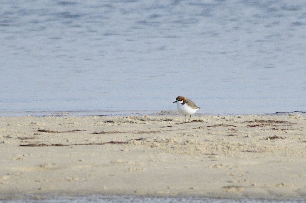 Red-capped Plover - ML620663452