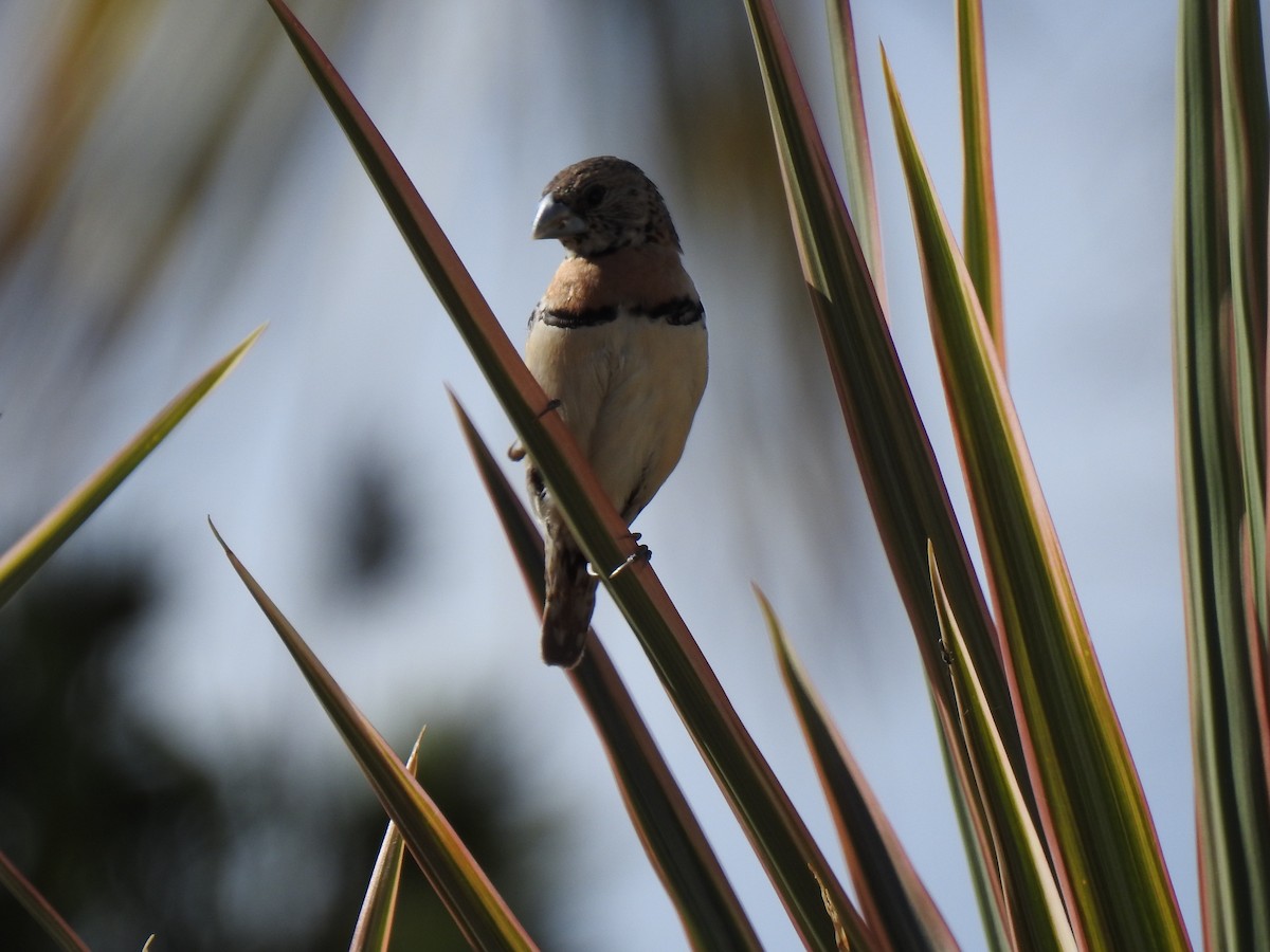 Chestnut-breasted Munia - ML620663453