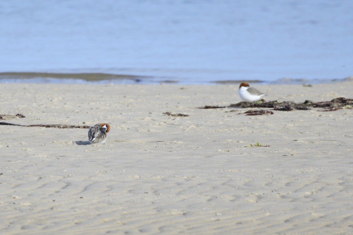 Red-capped Plover - ML620663456