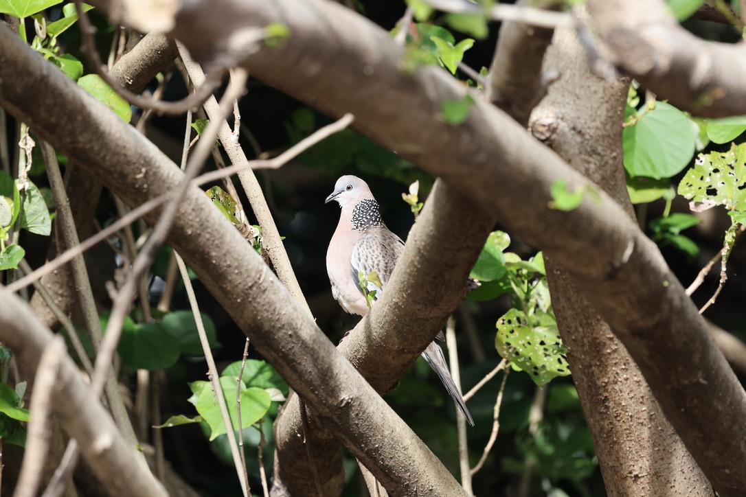 Spotted Dove - ML620663457