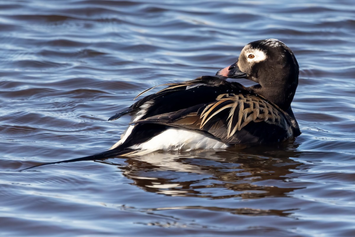 Long-tailed Duck - ML620663477