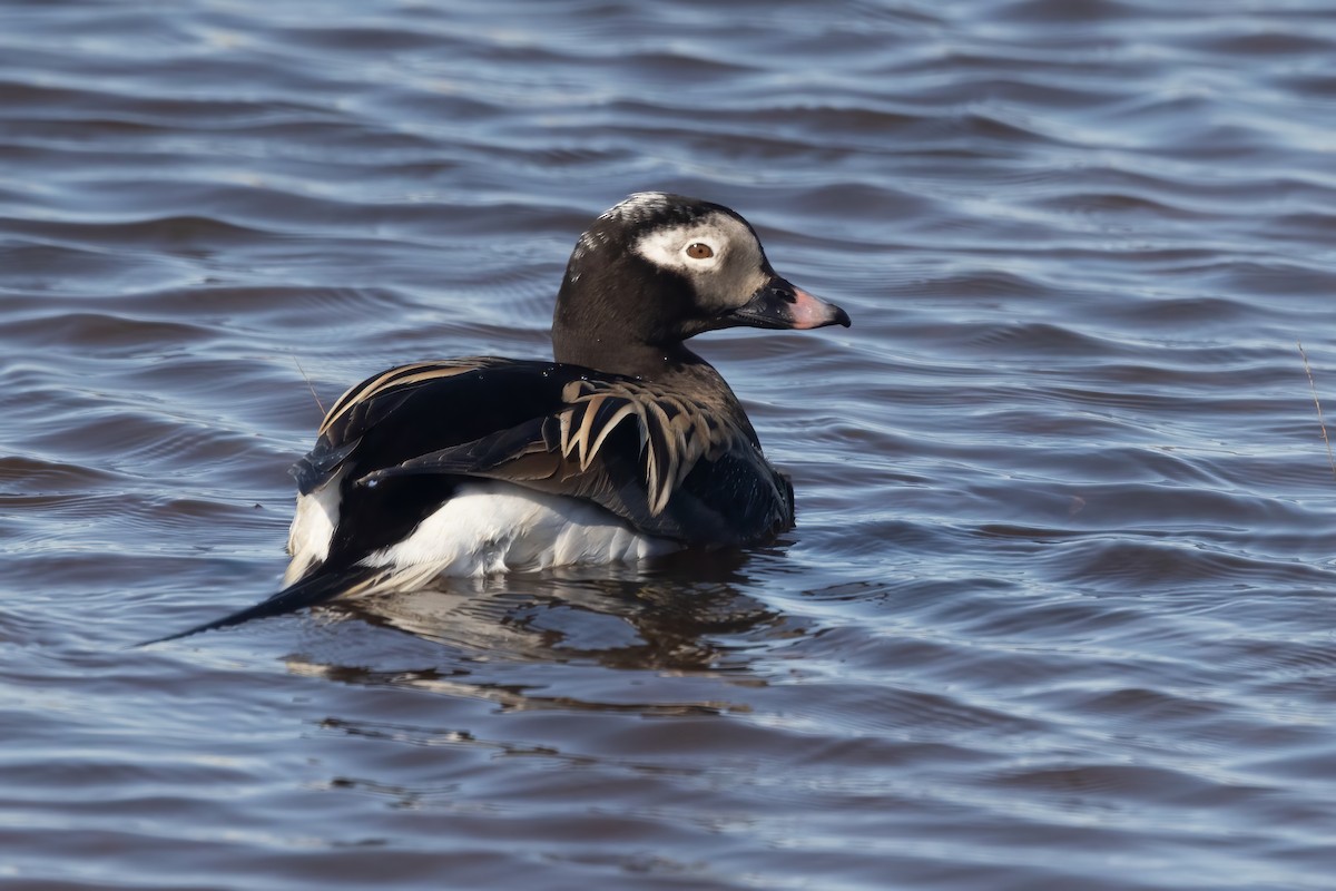 Long-tailed Duck - ML620663478