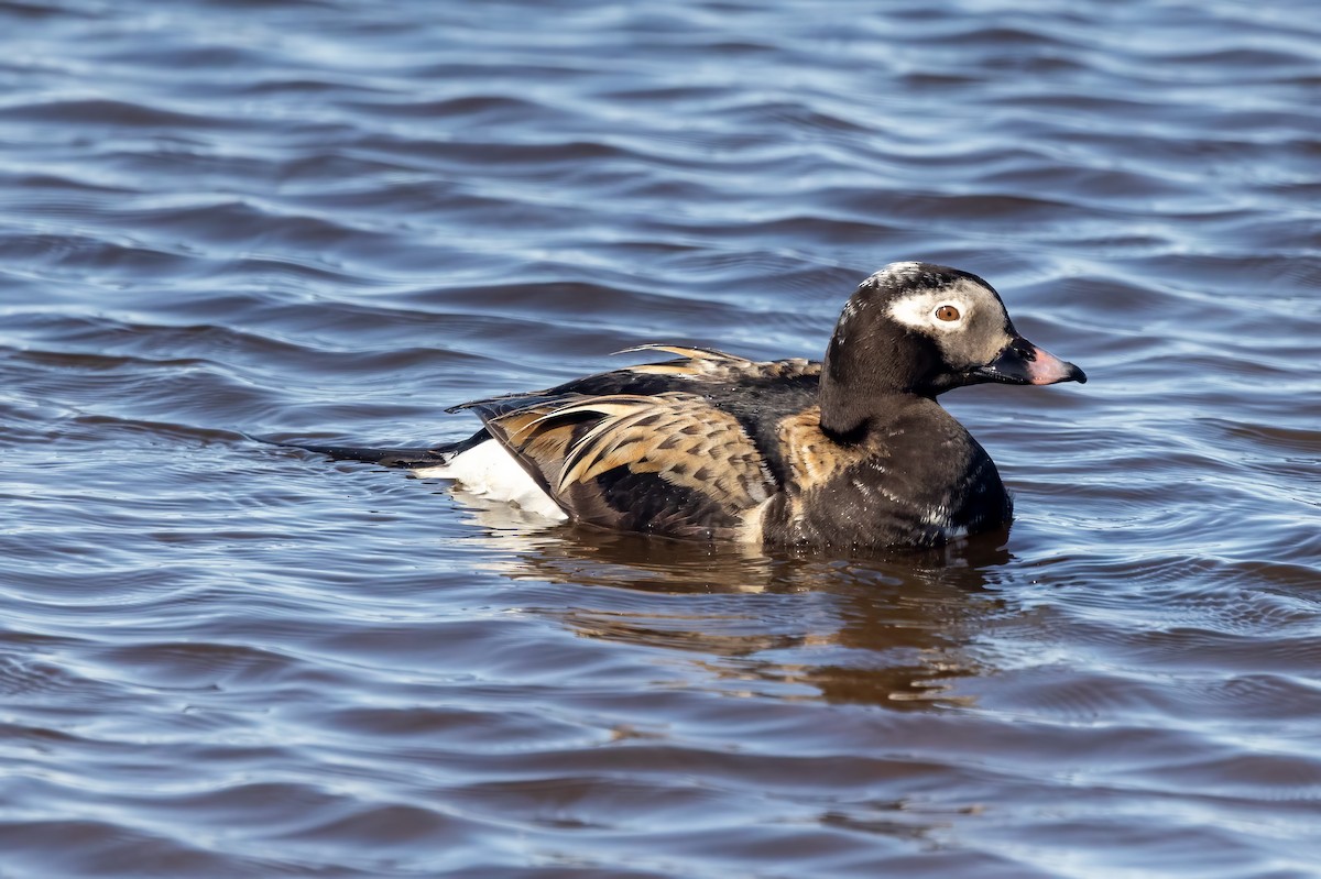 Long-tailed Duck - ML620663479
