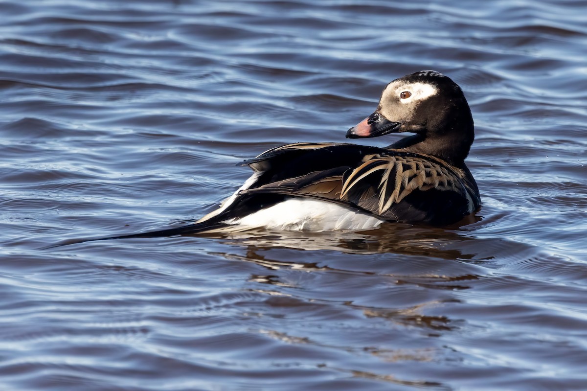 Long-tailed Duck - ML620663480