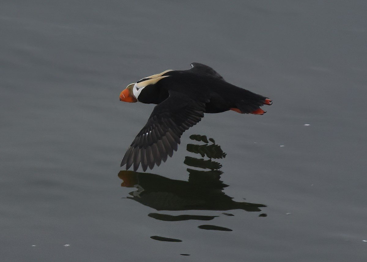 Tufted Puffin - ML620663486