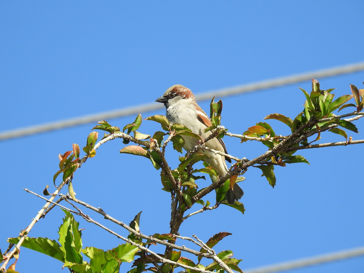 House Sparrow - ML620663489