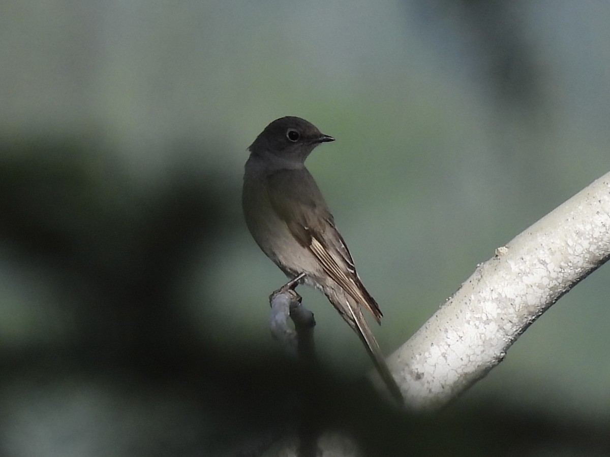 Townsend's Solitaire - ML620663499