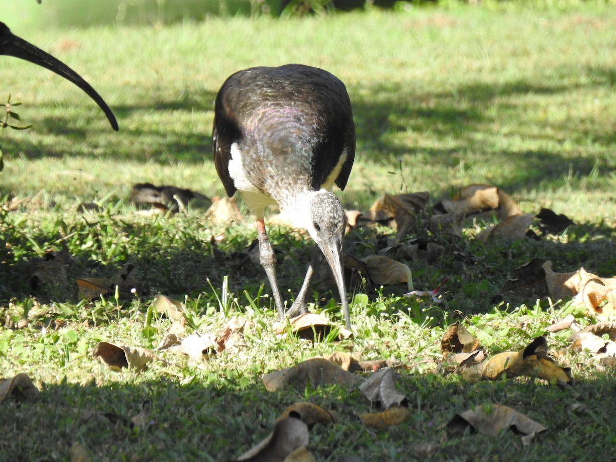 ibis slámokrký - ML620663509