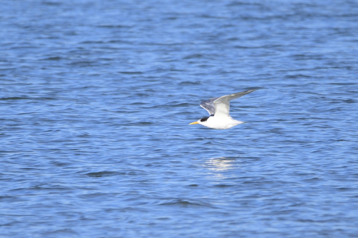 Great Crested Tern - ML620663523