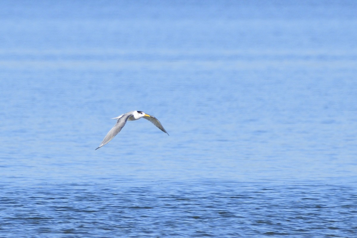 Great Crested Tern - ML620663536