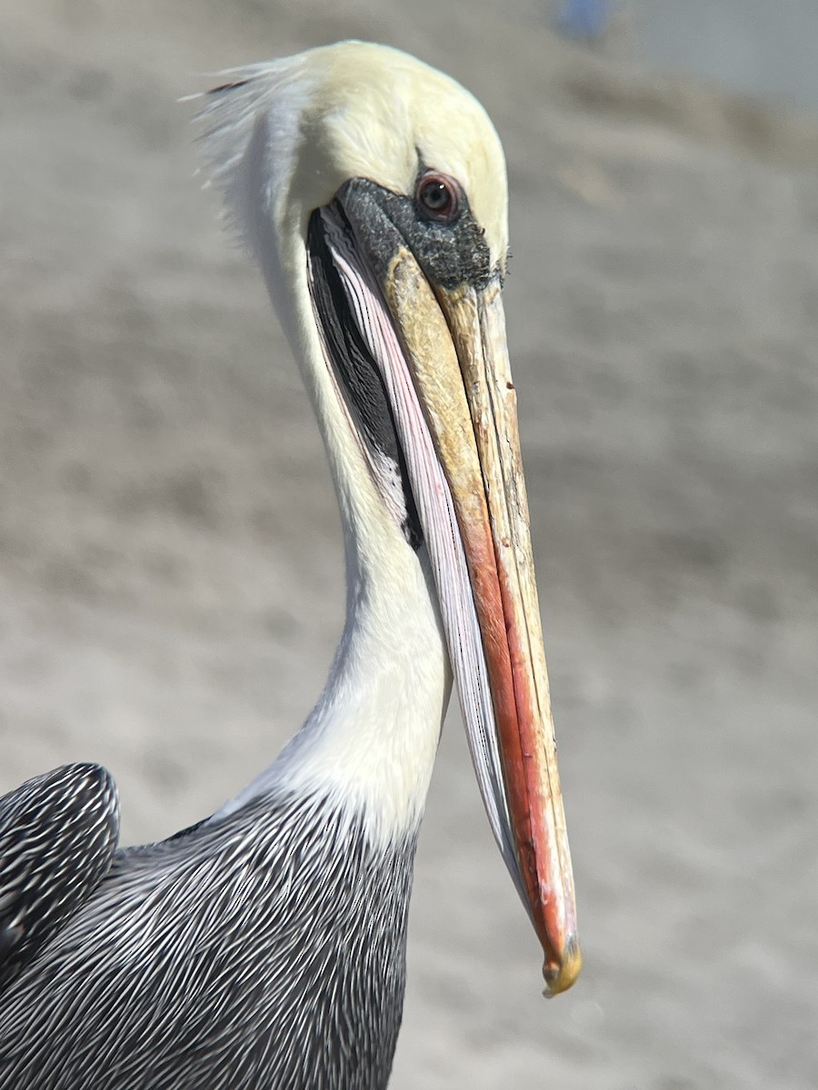 pelikán chilský - ML620663543