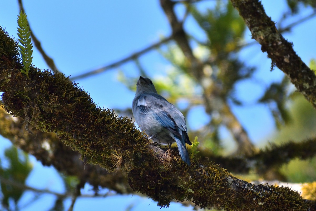 Blue-gray Tanager - ML620663570