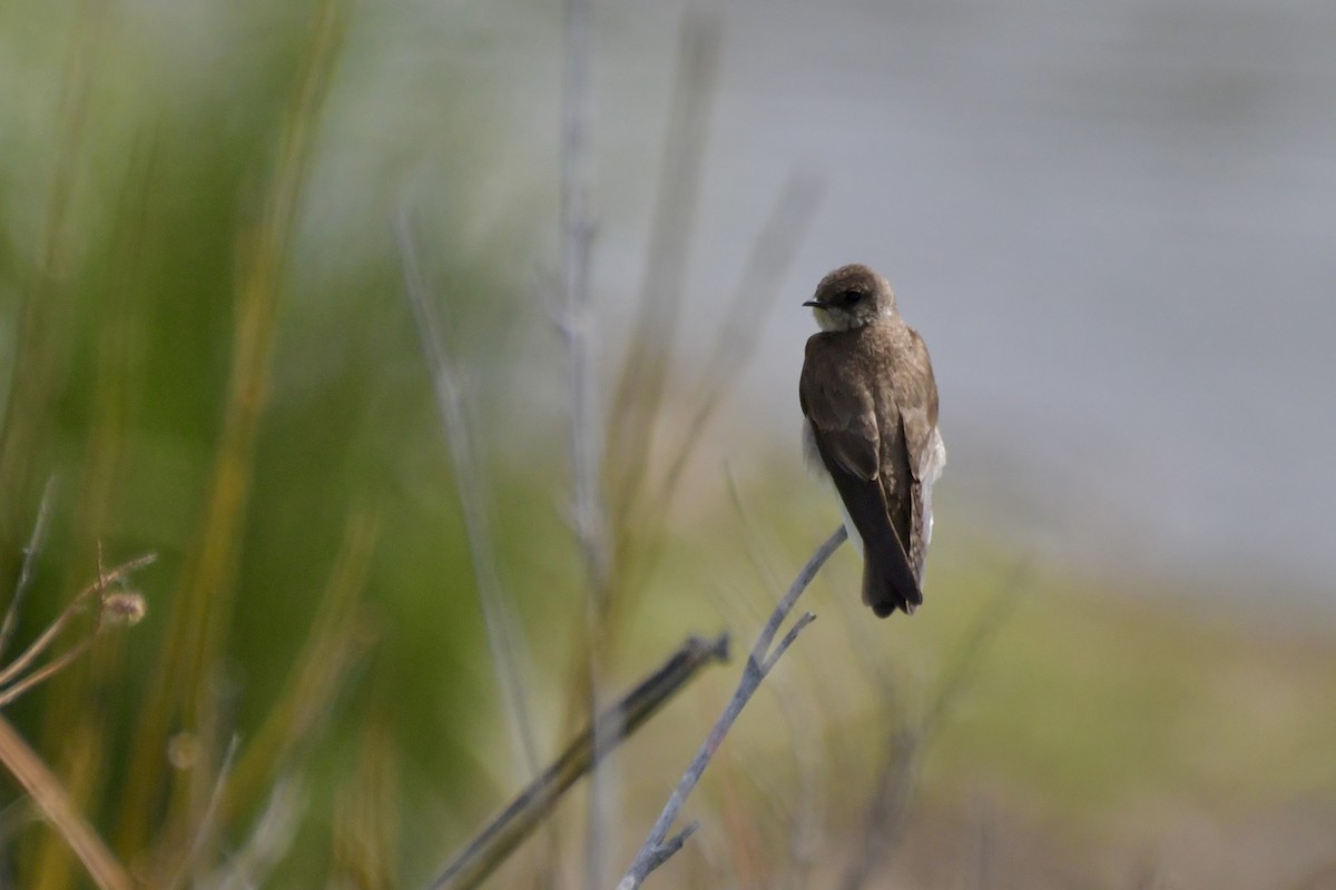 Northern Rough-winged Swallow - ML620663584