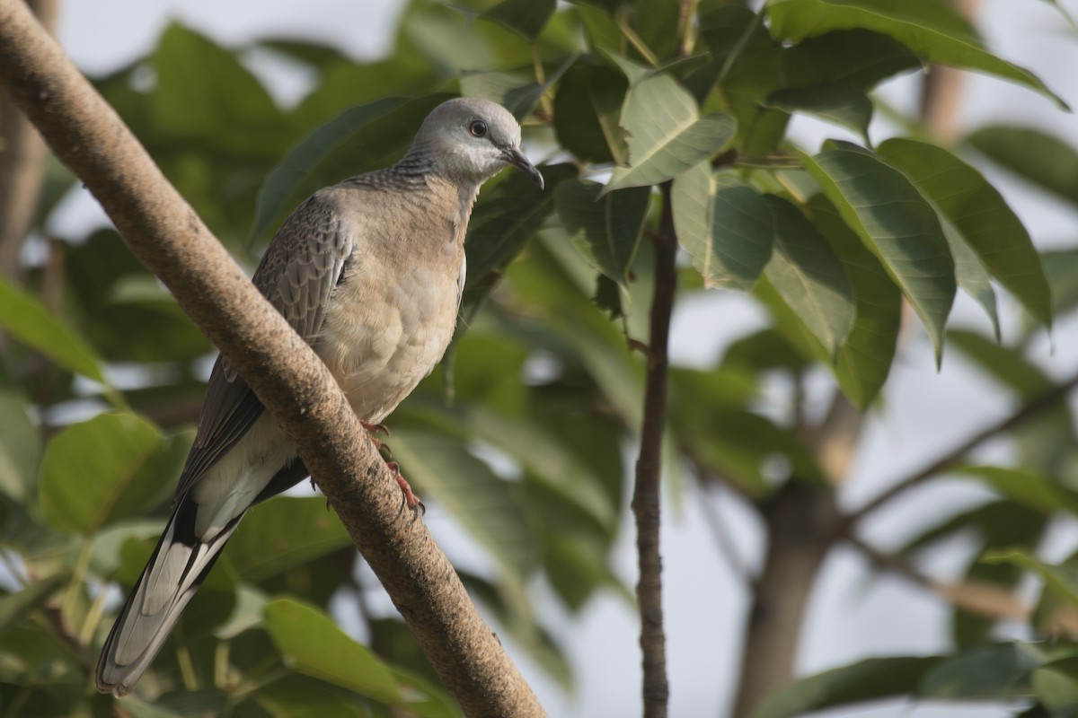 Spotted Dove - ML620663585