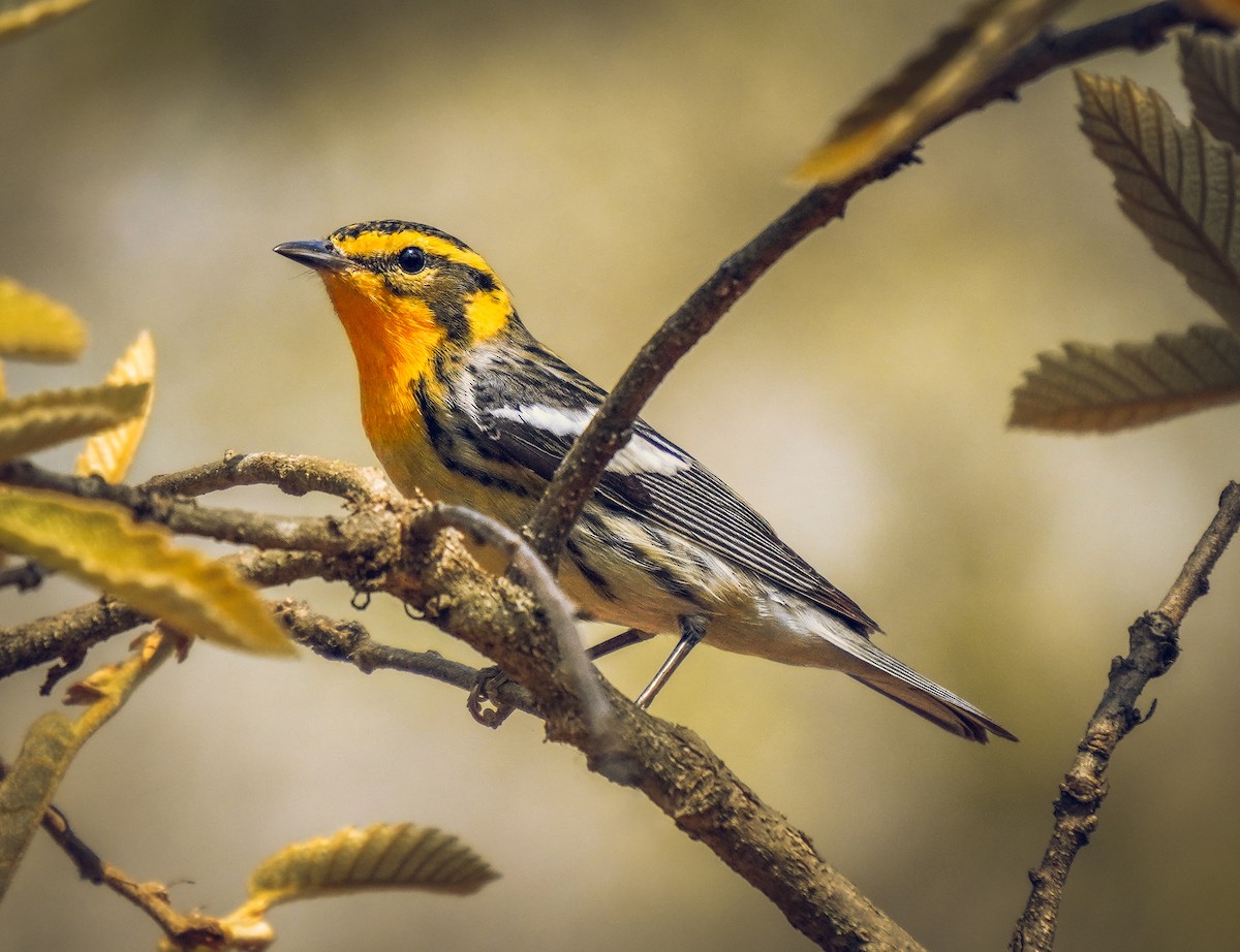 Blackburnian Warbler - ML620663598