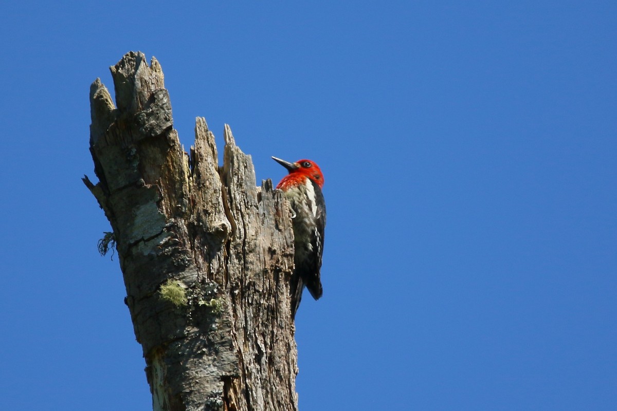 Red-breasted Sapsucker - ML620663605