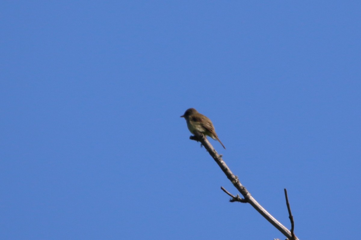 Willow Flycatcher - ML620663606