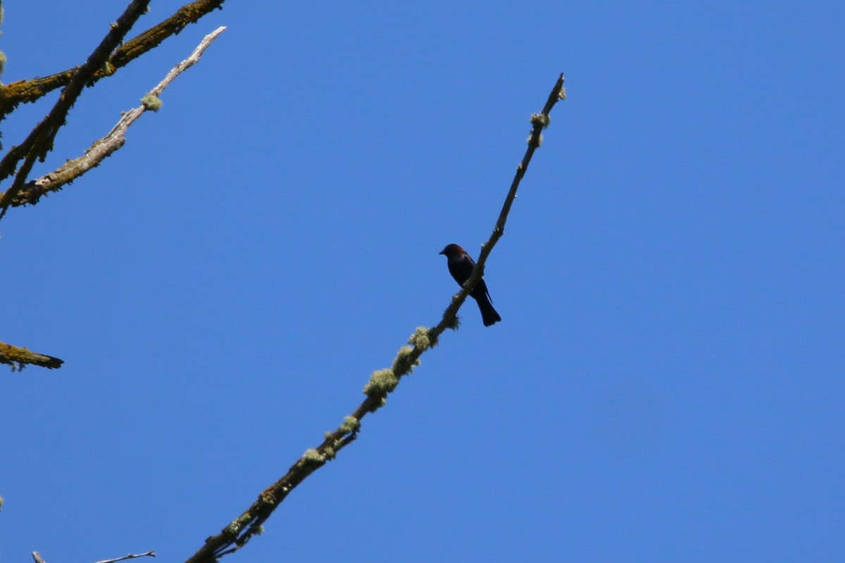 Brown-headed Cowbird - ML620663618