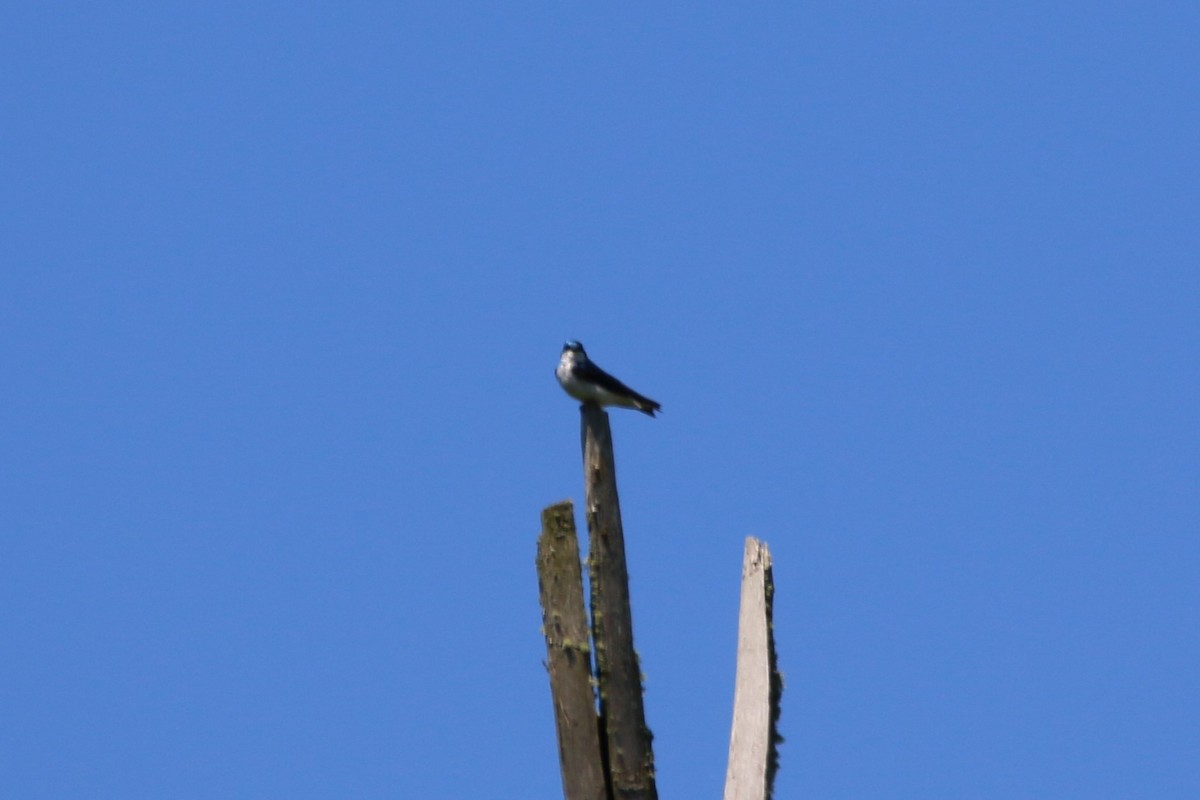 Tree Swallow - ML620663646