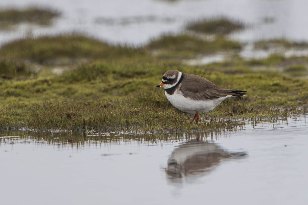 Common Ringed Plover - ML620663647