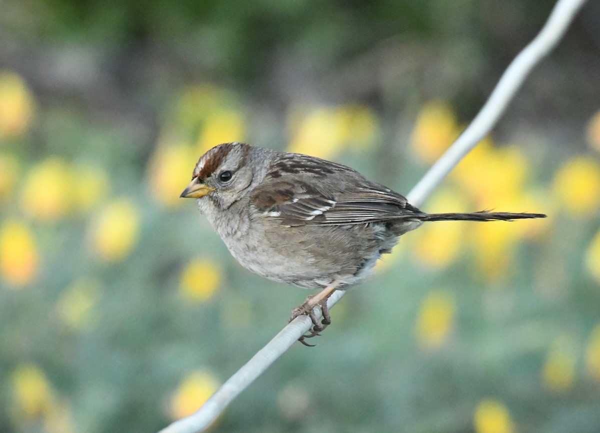 White-crowned Sparrow (nuttalli) - ML620663664