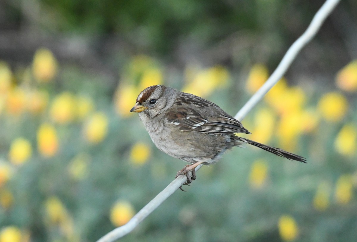 White-crowned Sparrow (nuttalli) - ML620663665