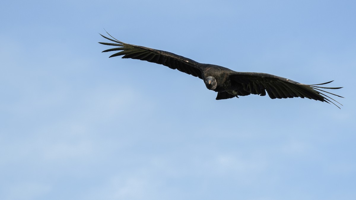 Black Vulture - ML620663690