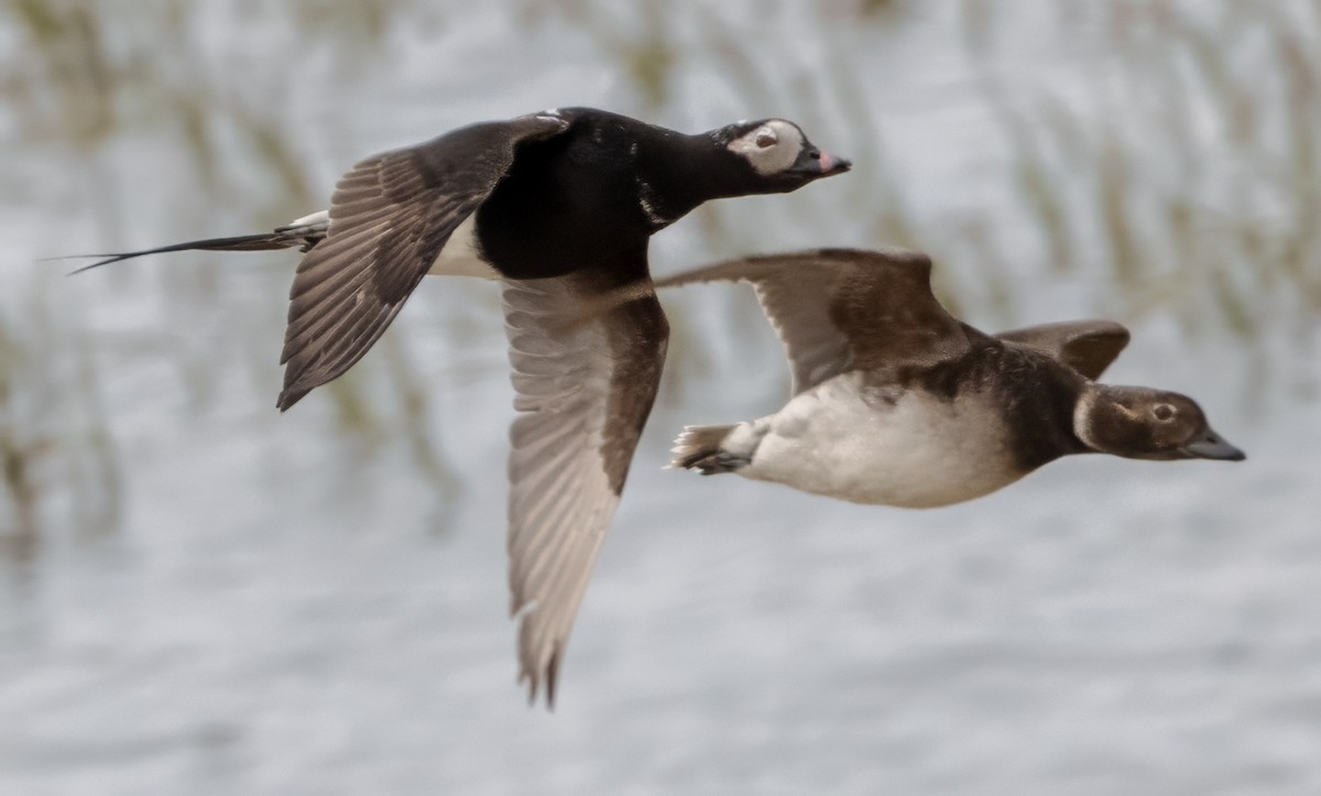Long-tailed Duck - ML620663708
