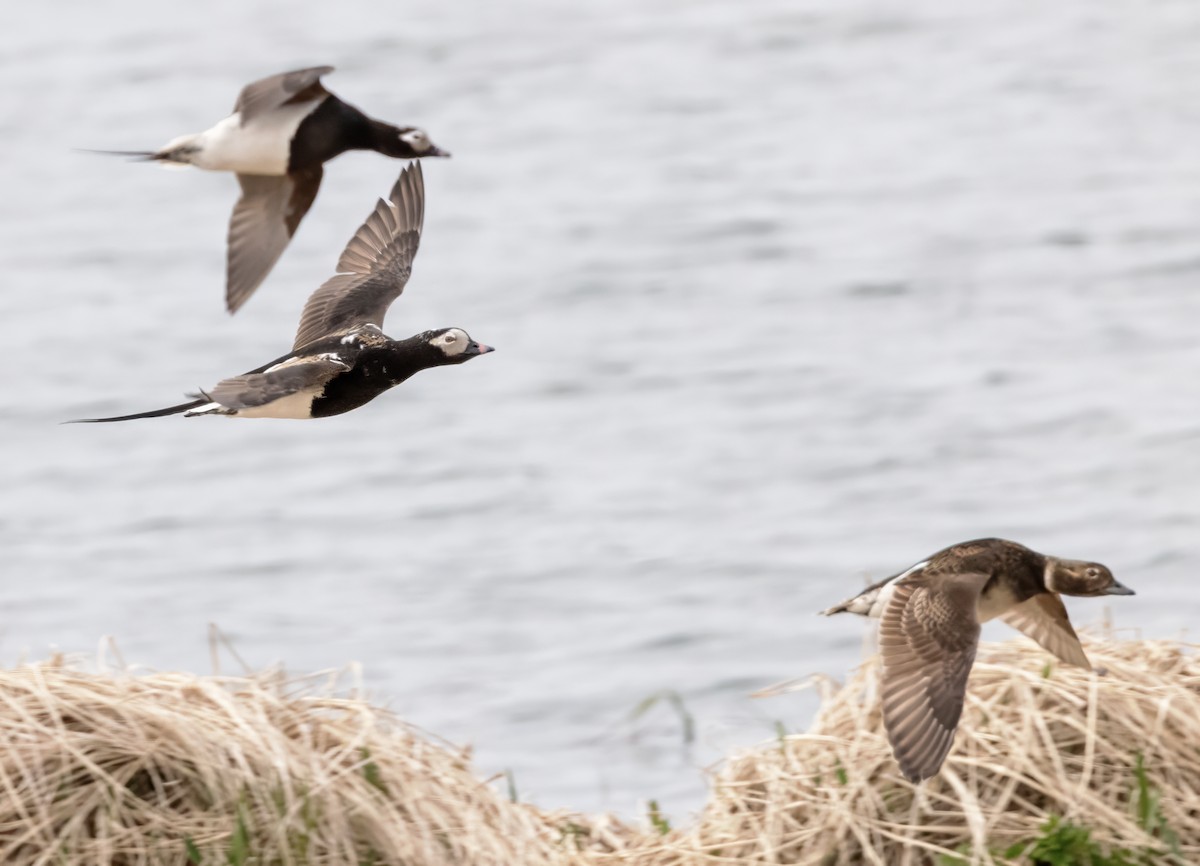 Long-tailed Duck - Scott Young