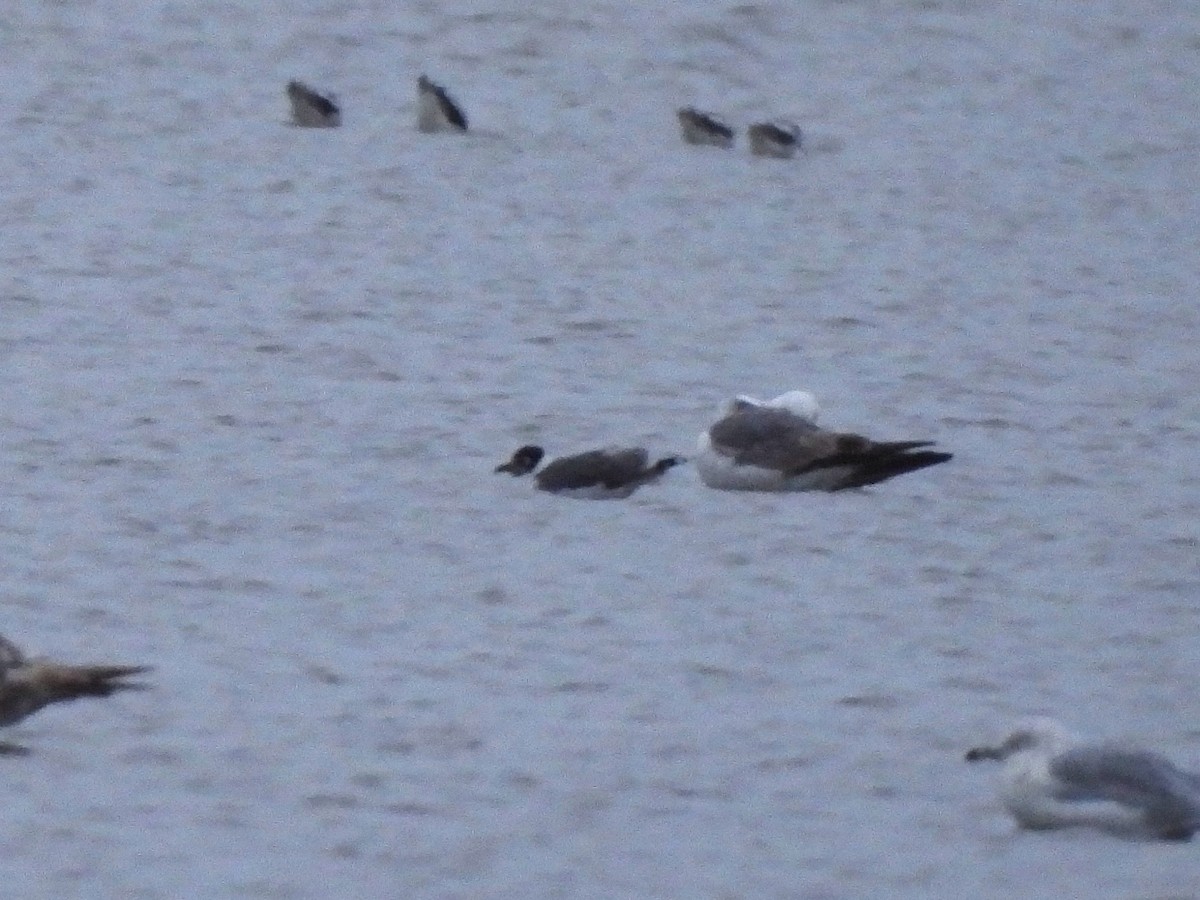 Mouette de Franklin - ML620663714