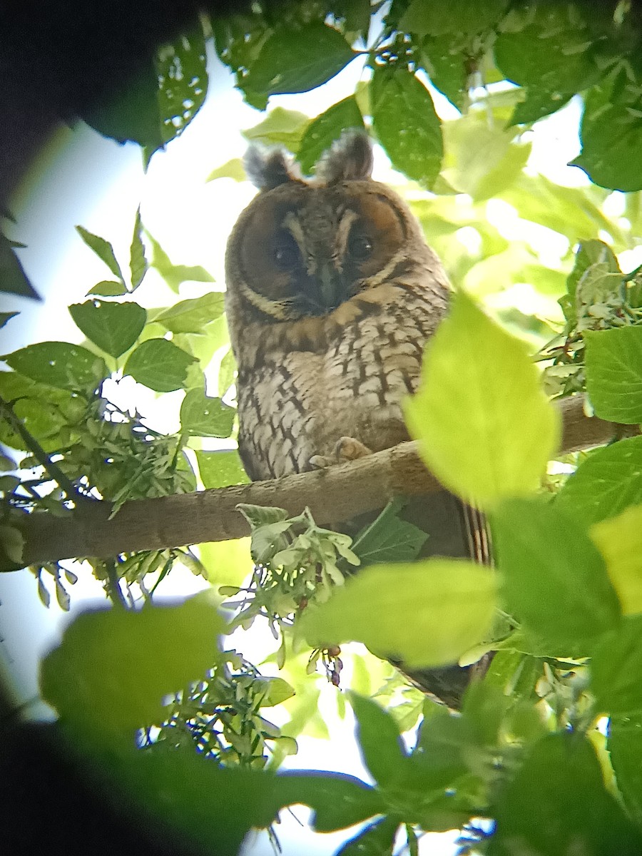 Long-eared Owl - ML620663715