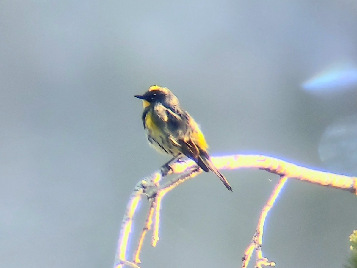 Yellow-rumped Warbler (Audubon's) - ML620663717