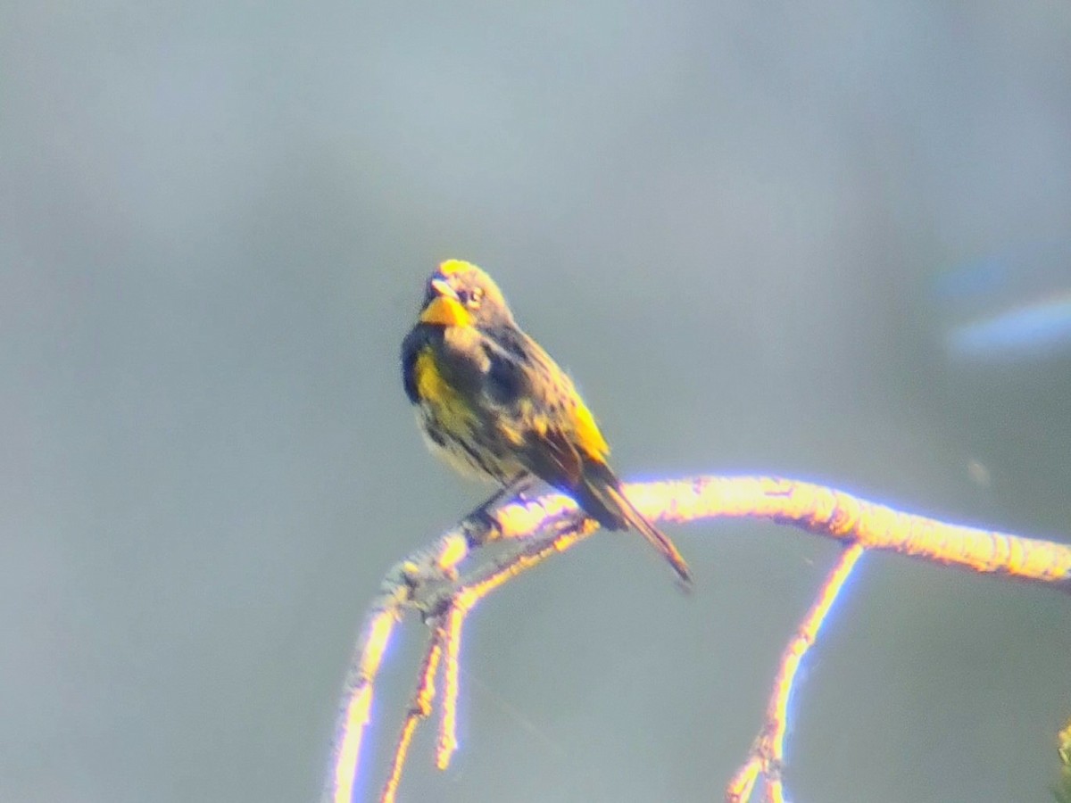Yellow-rumped Warbler (Audubon's) - ML620663718