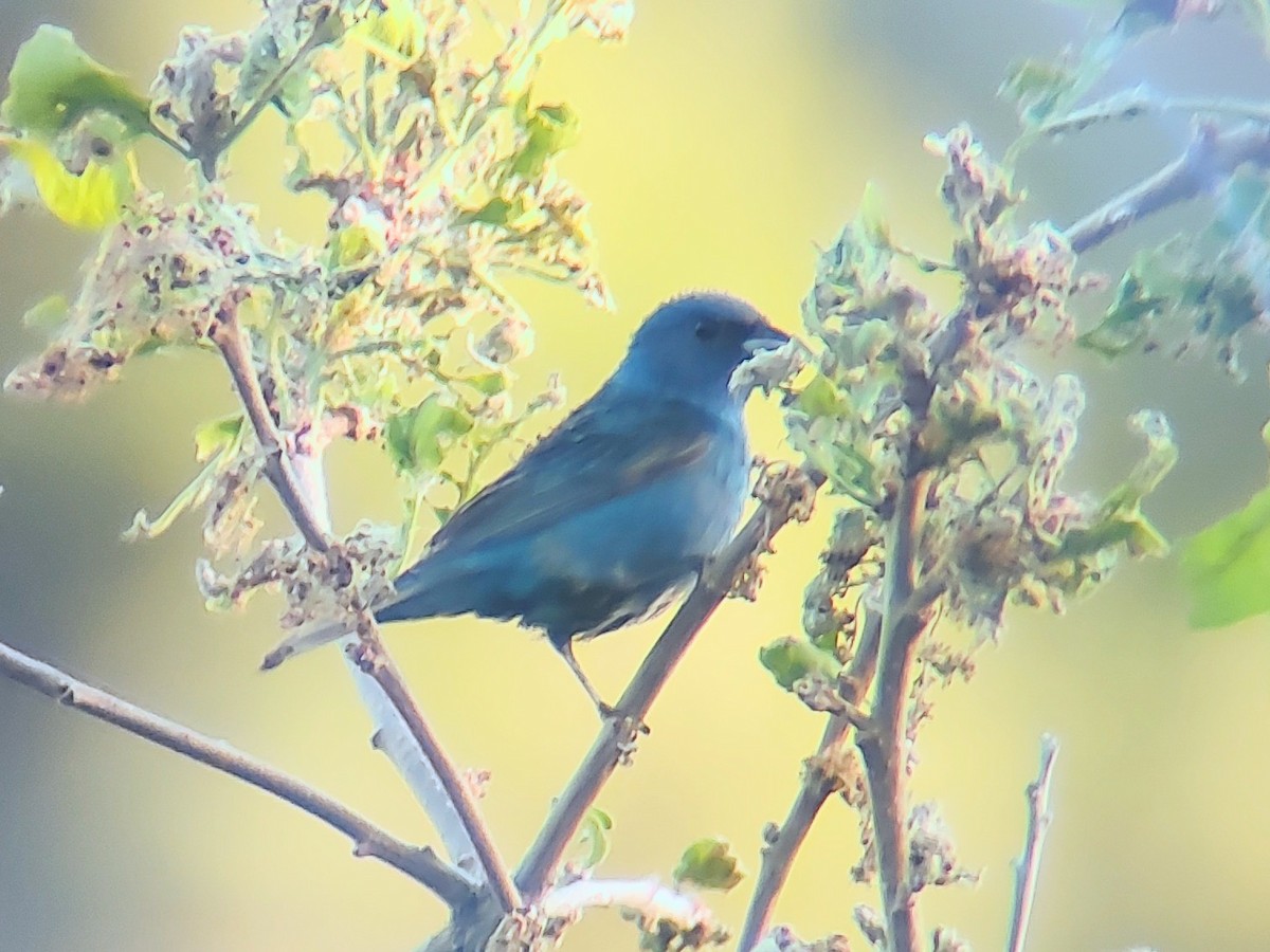 Indigo Bunting - ML620663720