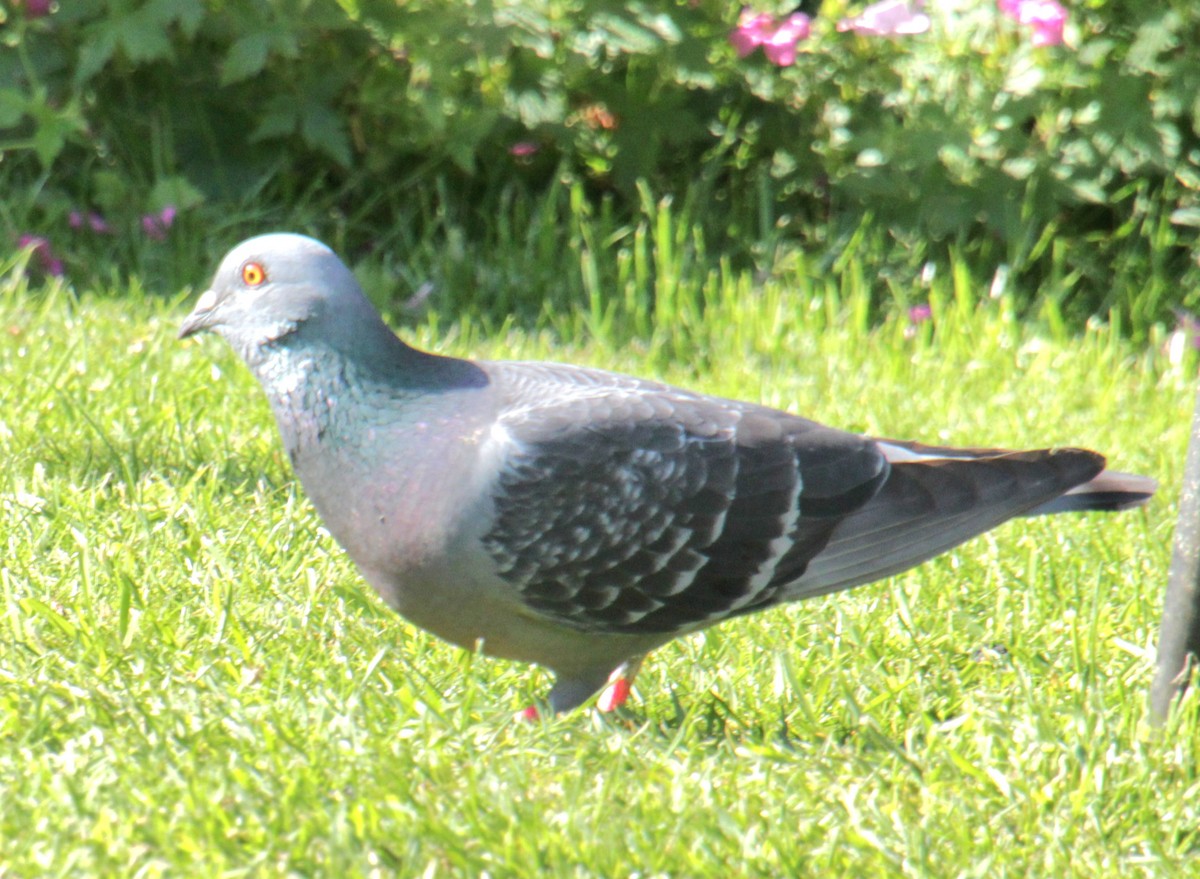Rock Pigeon (Feral Pigeon) - ML620663728