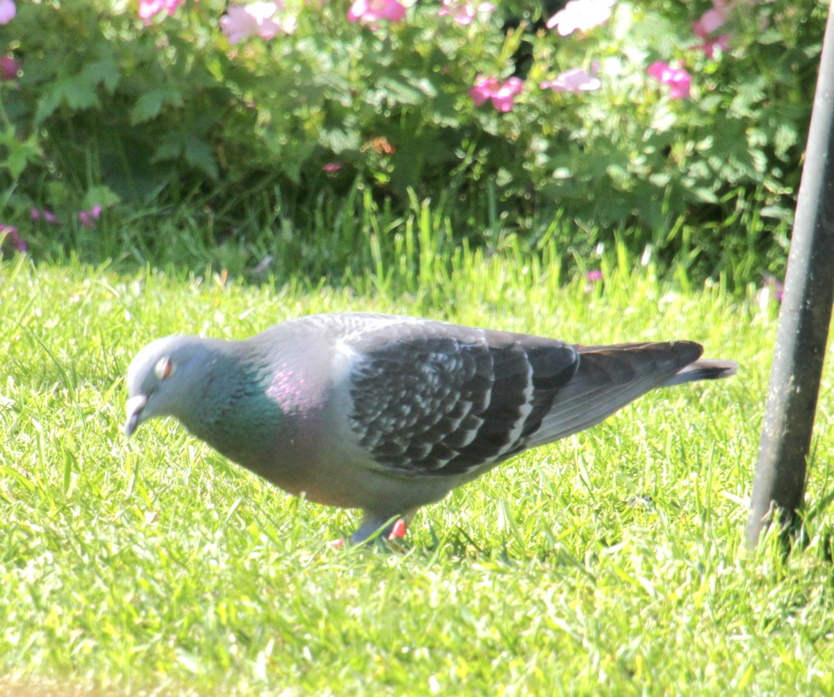 Pigeon biset (forme domestique) - ML620663729