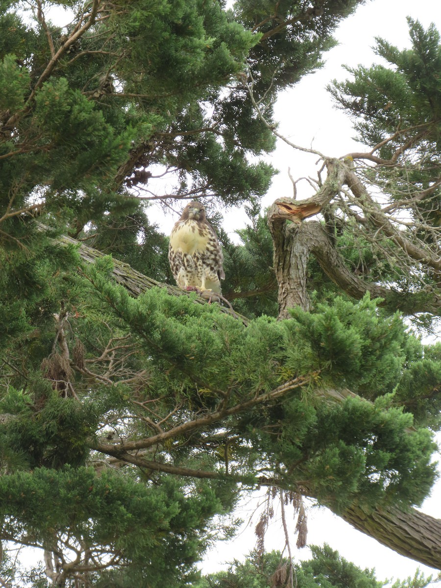 Red-tailed Hawk - ML620663742